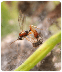 Behavioral Ecology     Our goal is to link what individuals due to larger scale consequences. There is a long history of conceptually linking foraging...     Read More