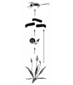 Multitrophoic Interactions     Species influence each other directly as well as via intermediaries. For instance the effects...     Read More