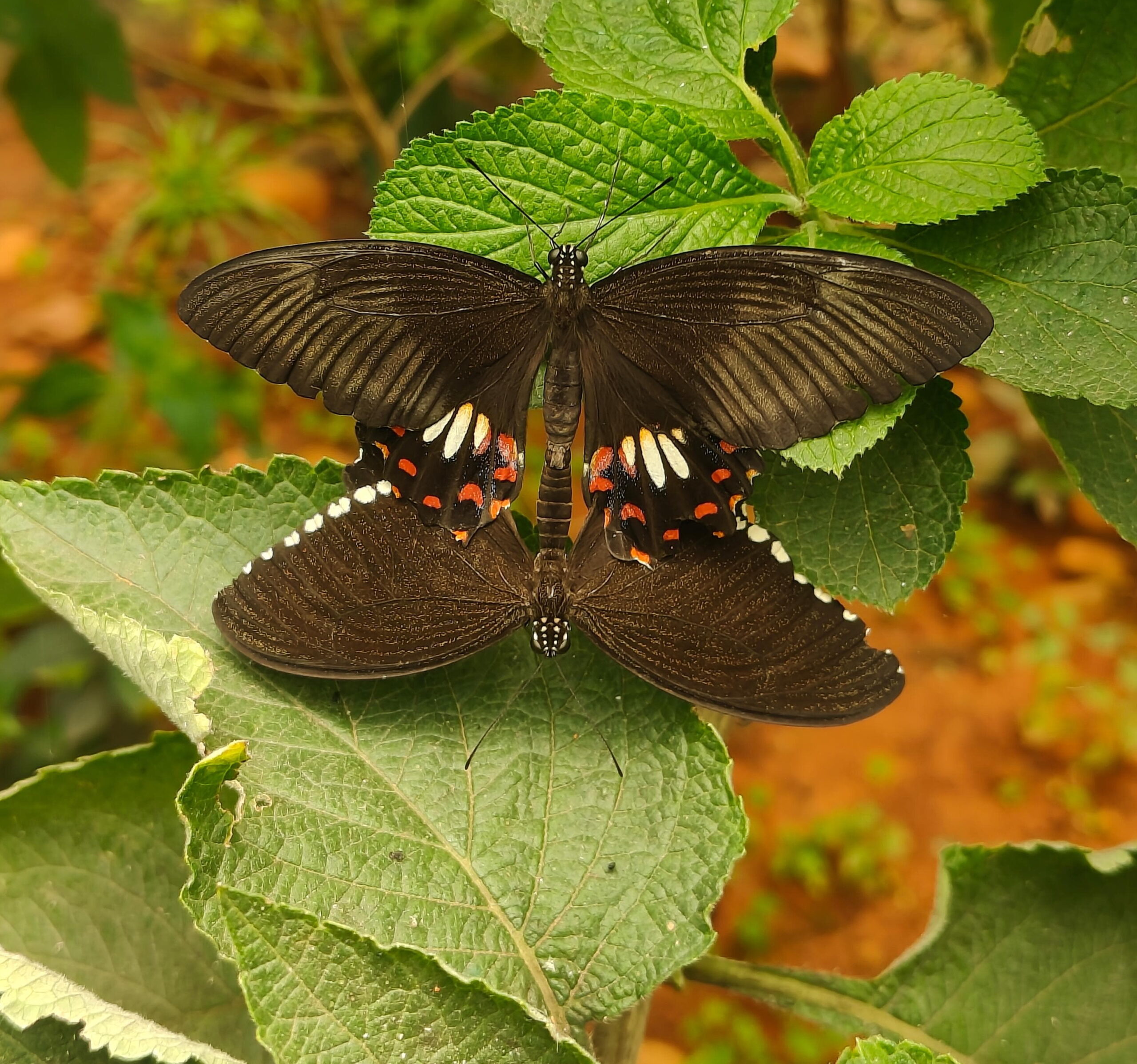 papilio polytes